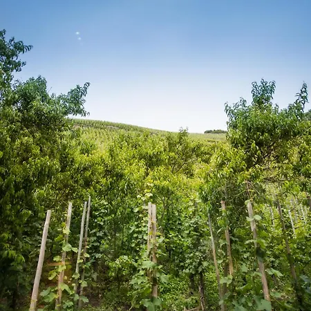 Gaestehaus C.h.berres Uerzig-mosel Hébergement de vacances Ürzig